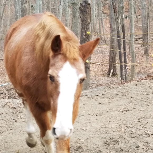 Meet your Posher, Sue - Picture 1 of 1